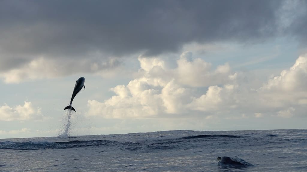 Dolphins in the Galápagos
