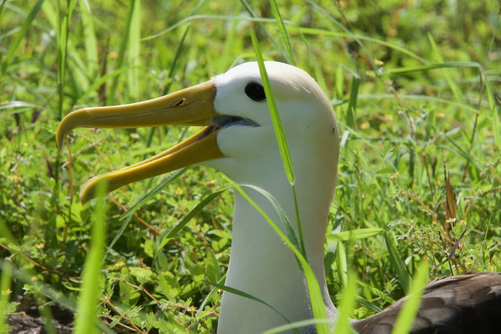 Another waved albatross on Española Island