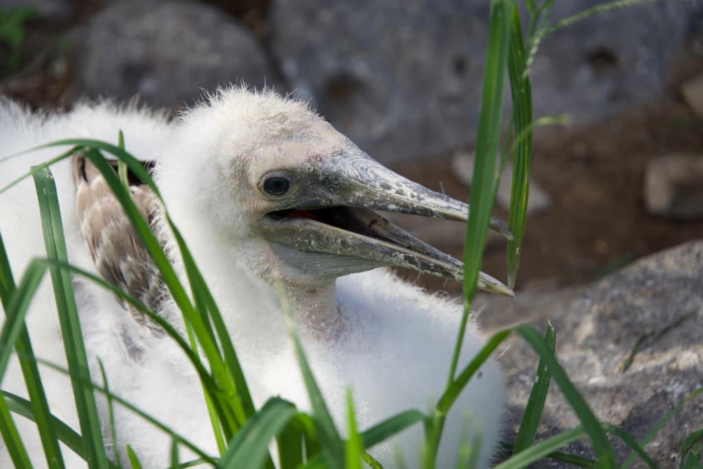 Juvenile blue footed booby on Española Island