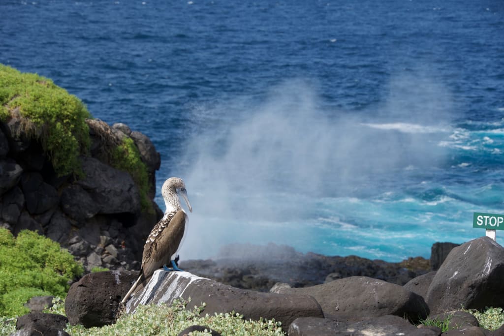 Blue footed booby on Española Island