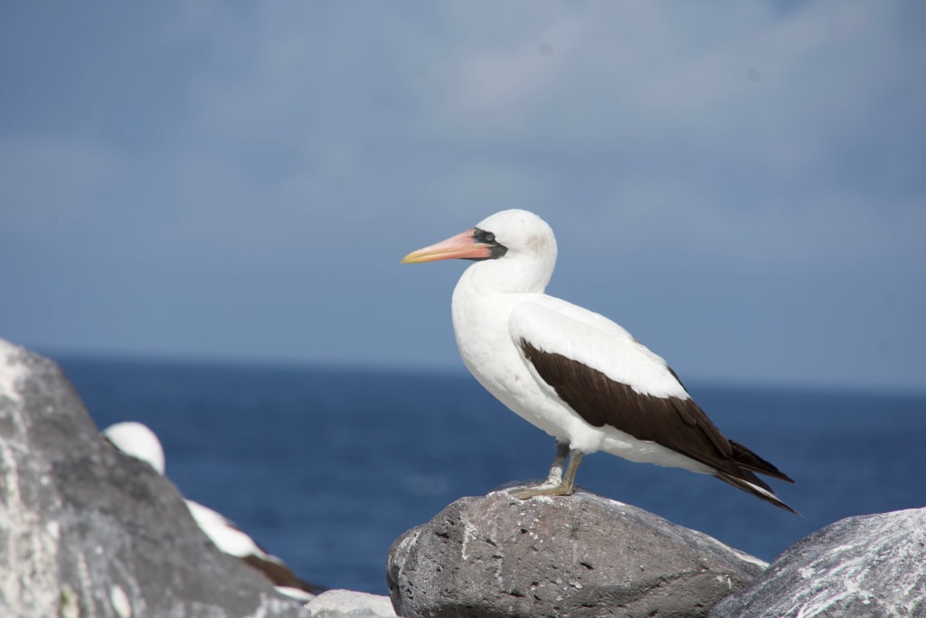 Adult Nazca booby on Española Island
