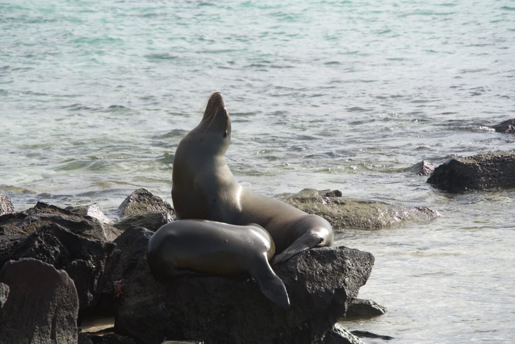 Sea lions on Española Island