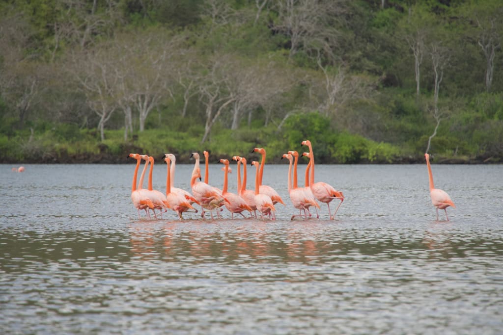 Flamingos performing a courtship display on Floreana Island