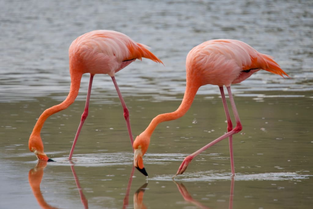 Two flamingos in a lagoon on Floreana Island