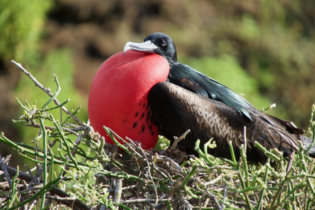 Frigatebird in the Galápagos