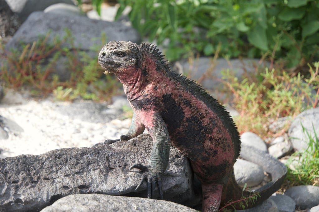 Marine iguana in the Galápagos