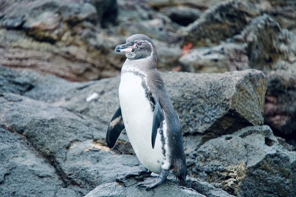 Galápagos penguin