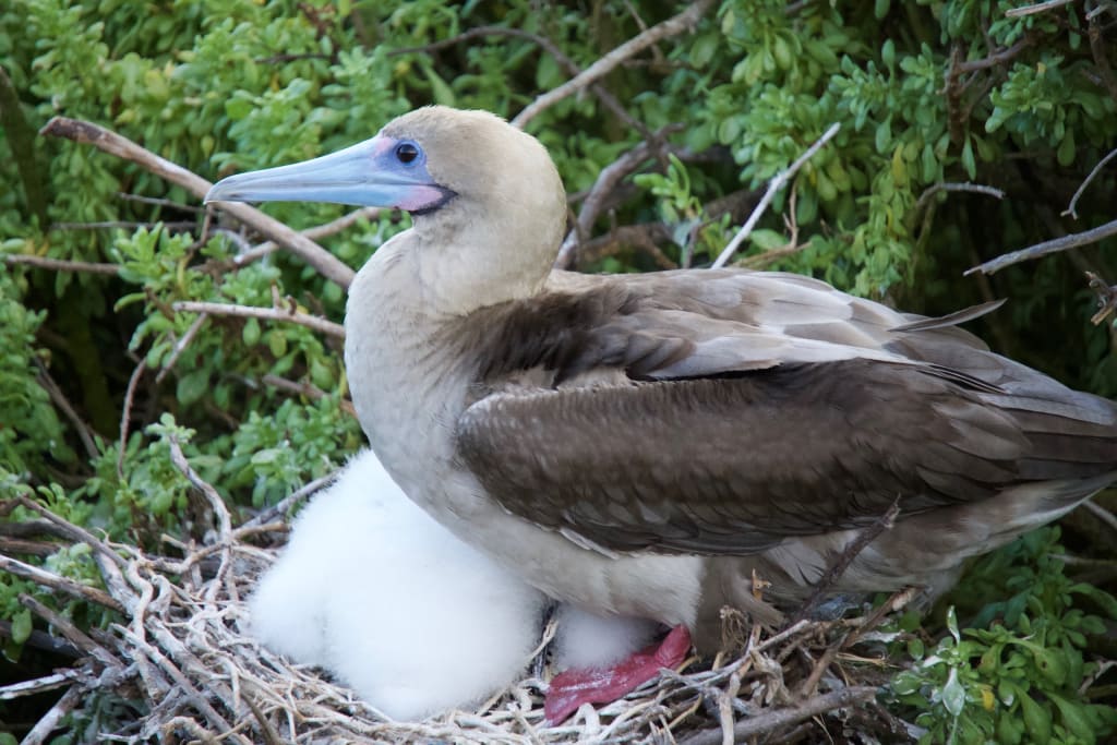 Red footed booby in the Galápagos