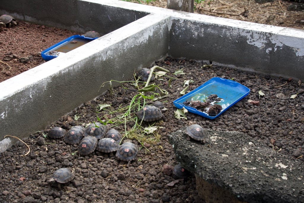 Tiny baby tortoise at the Charles Darwin Research Station