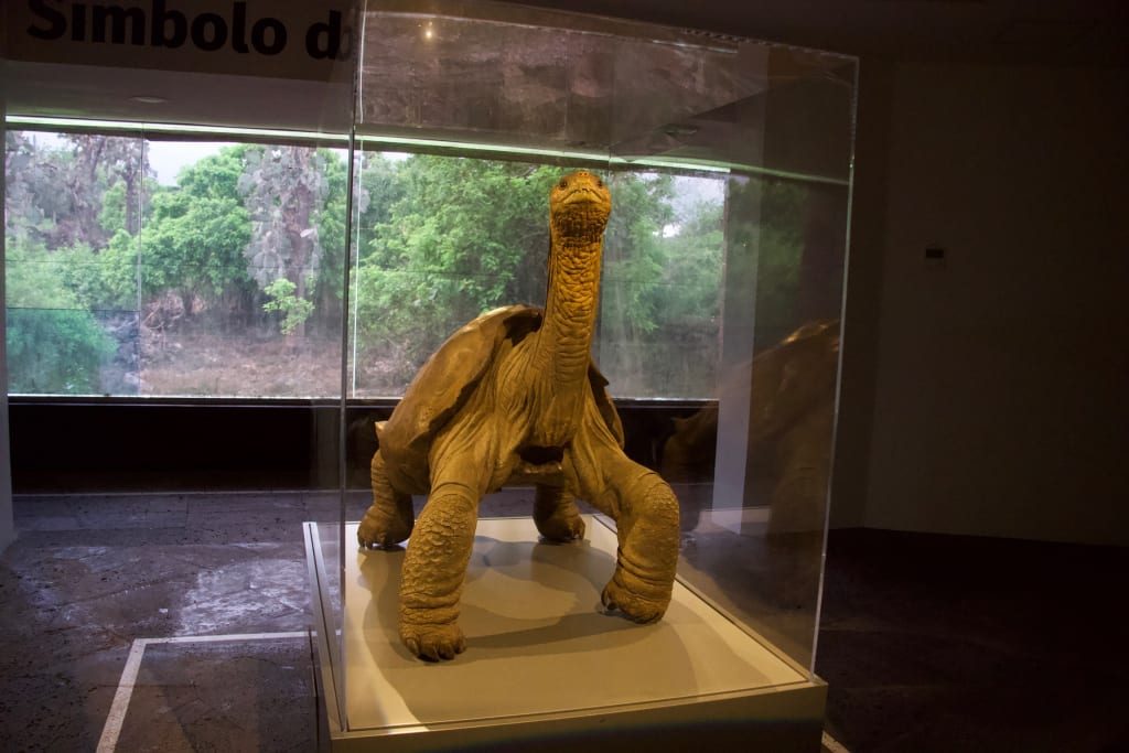 The remains of Lonesome George at the Charles Darwin Research Station