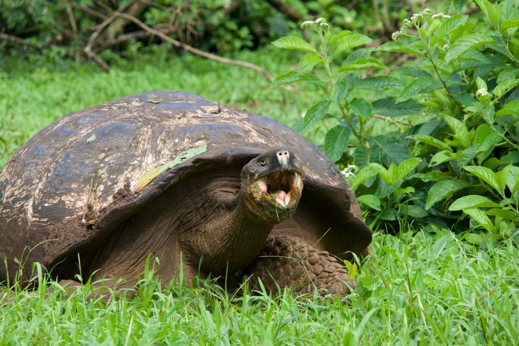 Giant tortoise on Santa Cruz Island at El Chato Ranch