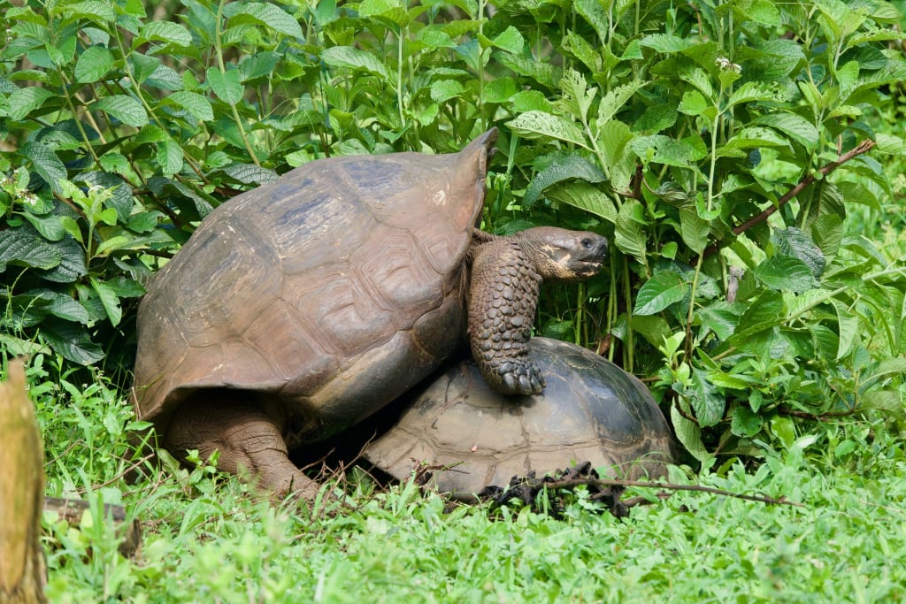 Two giant tortoises during a mating display on Santa Cruz Island