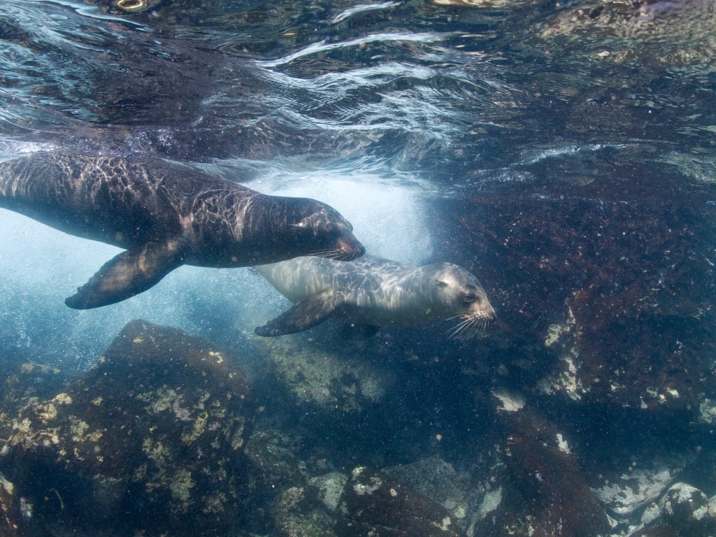 Sea lion swimming in the Galápagos