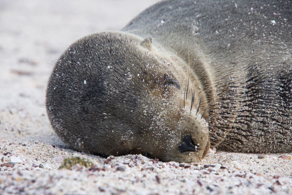 Sea lion in the Galápagos