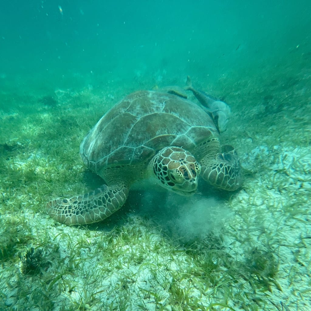 Sea turtle photo used for reference
