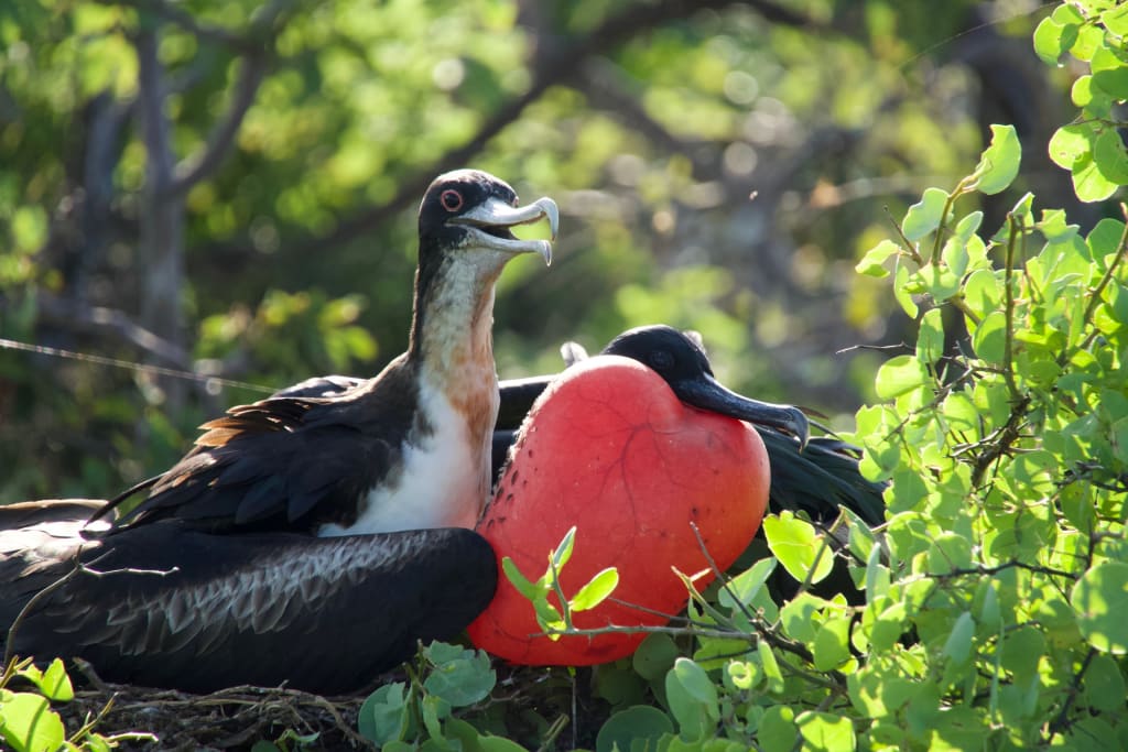 Male and female magnificent frigatebirds on North Seymour Island