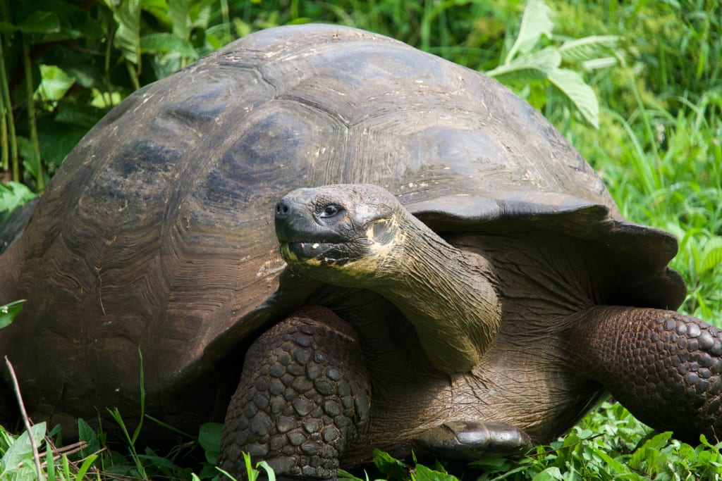 Giant tortoise in the Galápagos