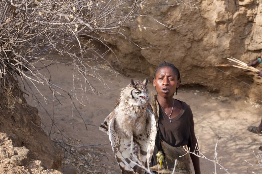 The owl after the hunt