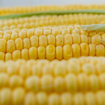 Non-GMO Yellow Corn Export Non-GMO Yellow Corn Export