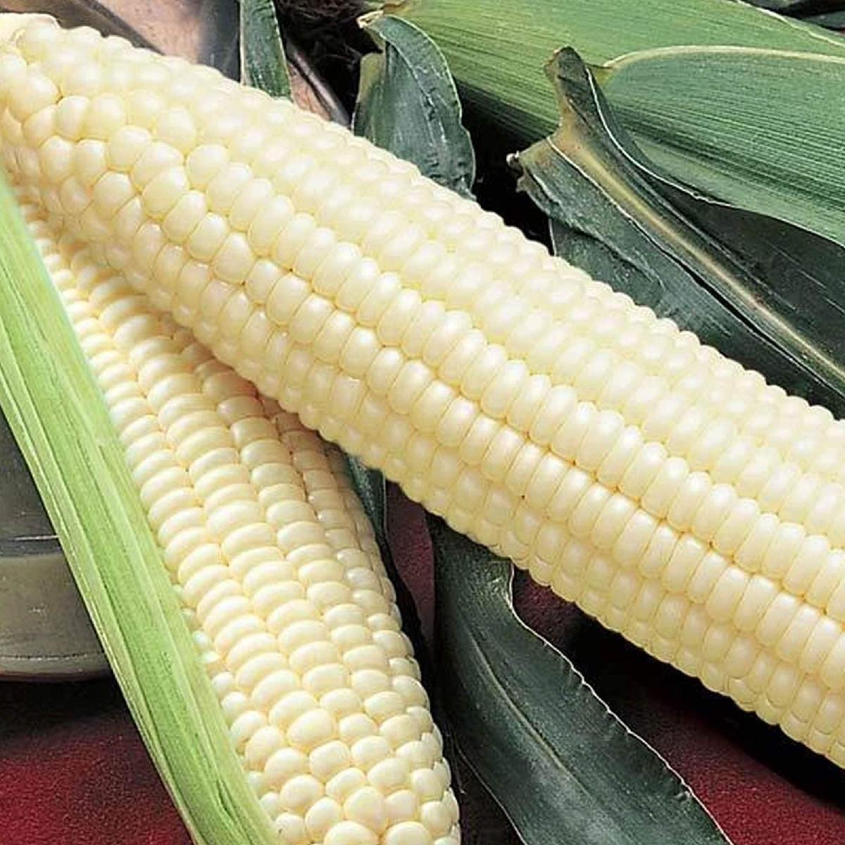 White Corn Human Use White Corn Human Use