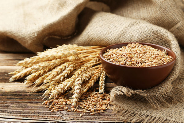 Export Quality Wheat Supplier India Export Quality Wheat Supplier India