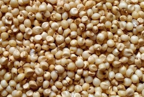 Sorghum Export Sorghum Export