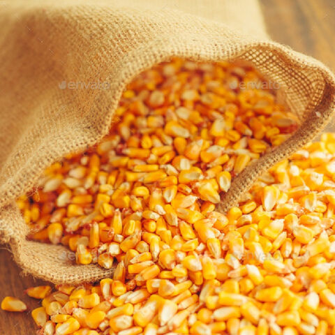 GMO White Corn Supplier India GMO White Corn Supplier India