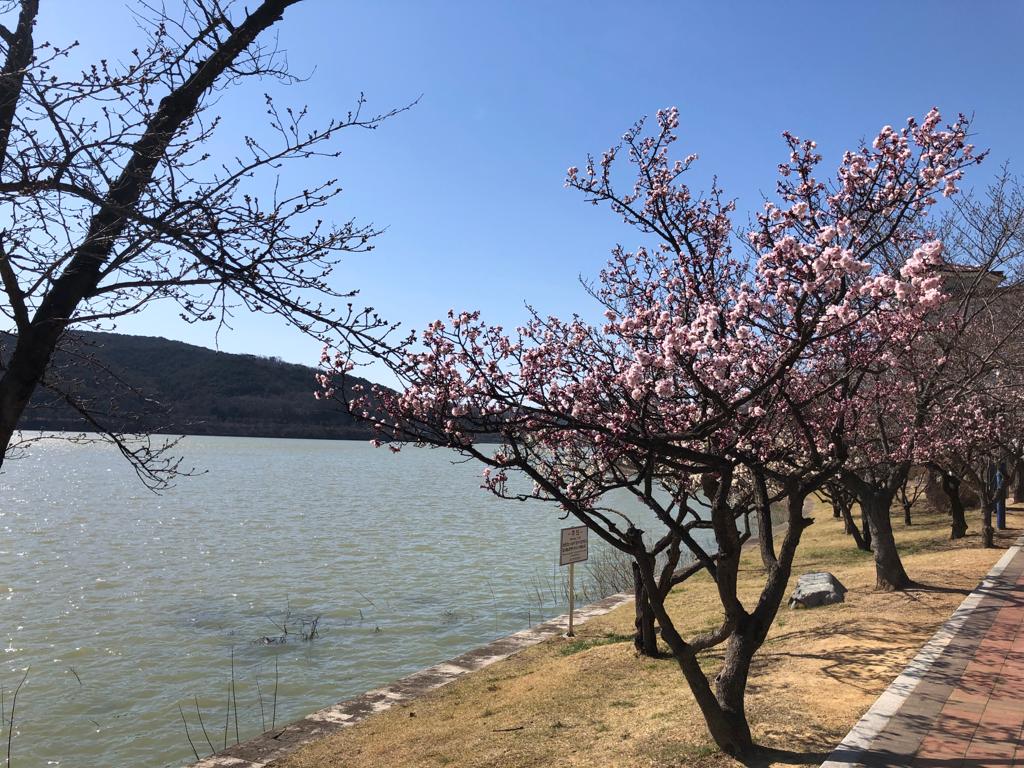 L’arrivée du printemps avec les premiers cerisiers en fleur