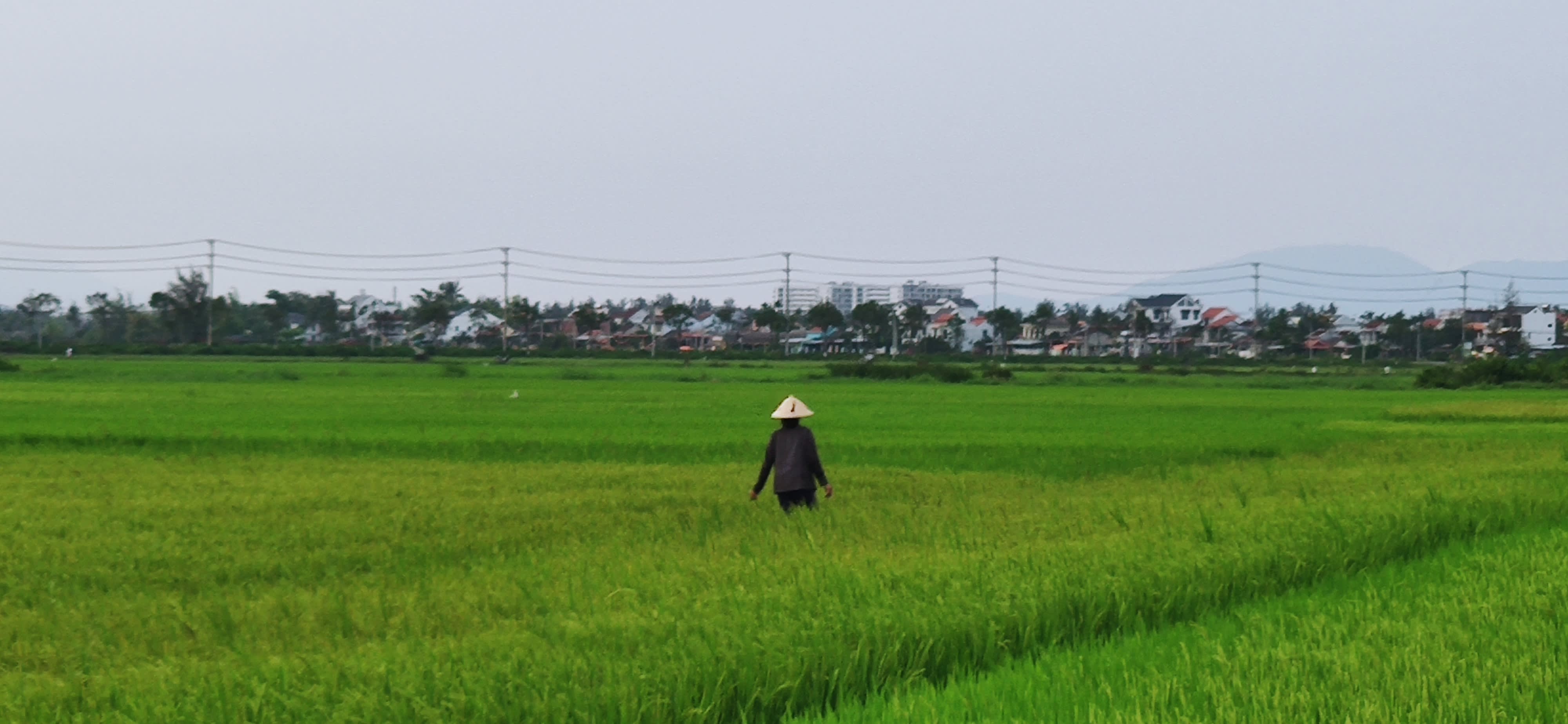 https://res.cloudinary.com/di1kjinja/image/upload/q_auto/v1680612004/hoian/rice_fields.jpg