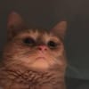 I-ate your-grandmother profile picture