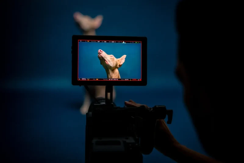 Detrás de cámaras de video de marca con perro en estudio | DUAL PRODUCTORA