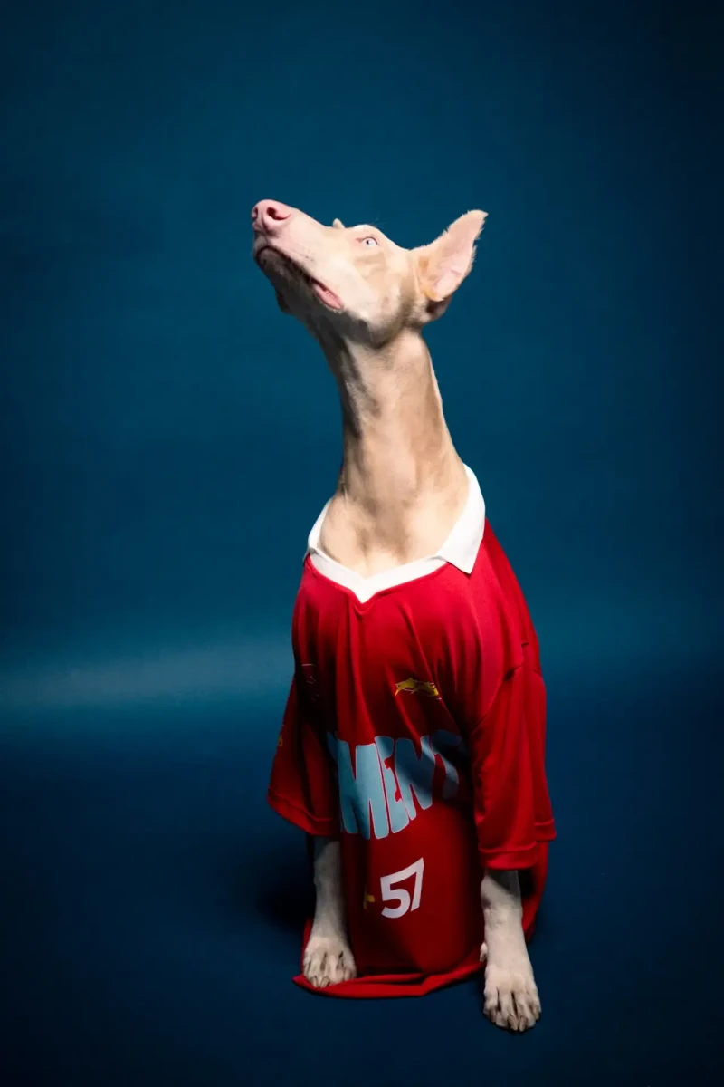 Retratos profesionales para mascotas | DUAL PRODUCTORA
