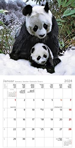Vue 3 de Pandas Calendrier Avec Brochures
