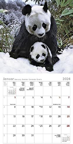 Vue 4 de Pandas Calendrier Avec Brochures