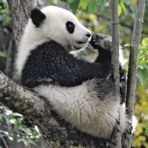 Vue 5 de Pandas Calendrier Avec Brochures