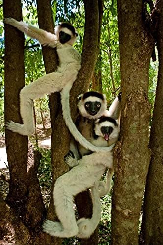 Vue 2 de Madagascar Bluray