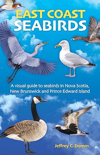 Oiseaux Marins De La