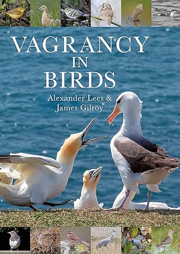 Vagrancy In Birds English