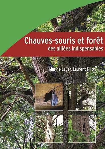 Chauvessouris Et Foret Des