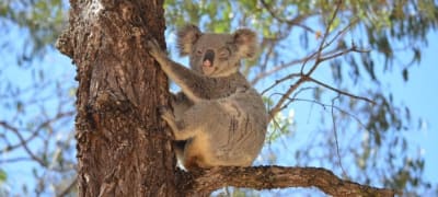 Cute koala resting in a eucalyptus tree, a quintessential Queensland experience.