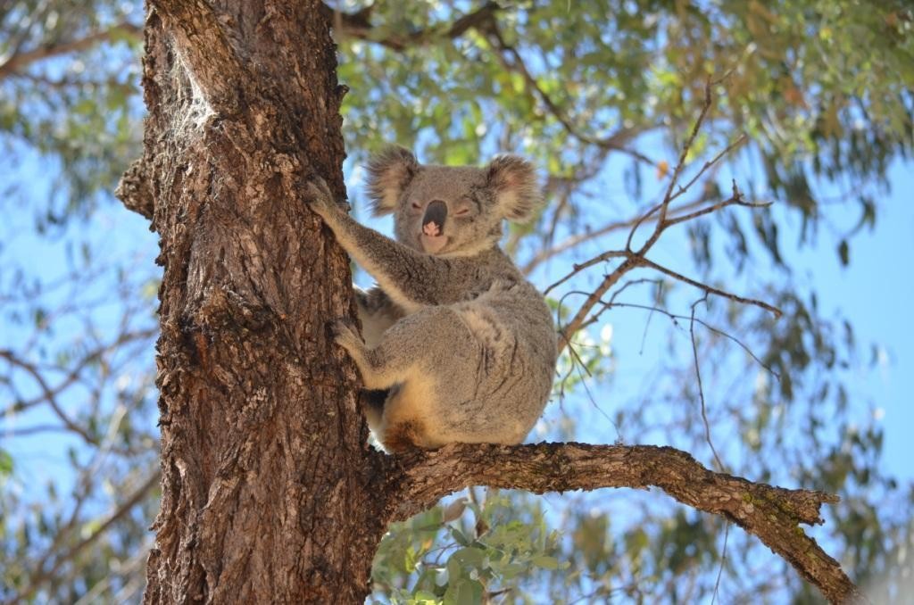 Cute koala resting in a eucalyptus tree, a quintessential Queensland experience.