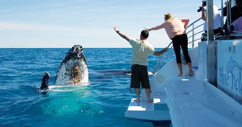 Blue Dolphin Marine Tours