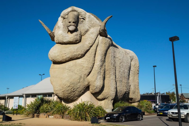 The Big Merino