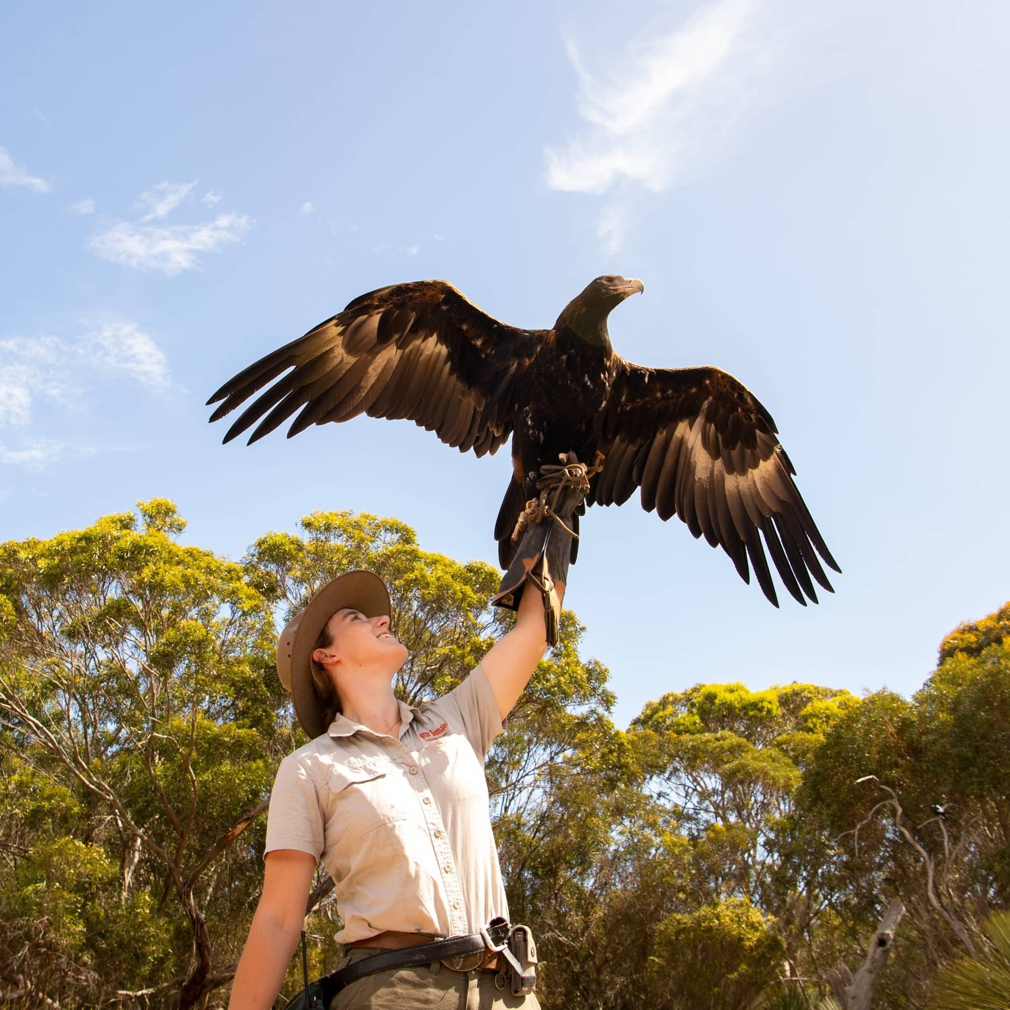 Birds of Prey - Kangaroo Island
