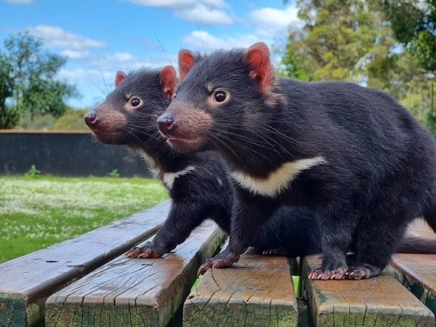 Trowunna Wildlife Sanctuary