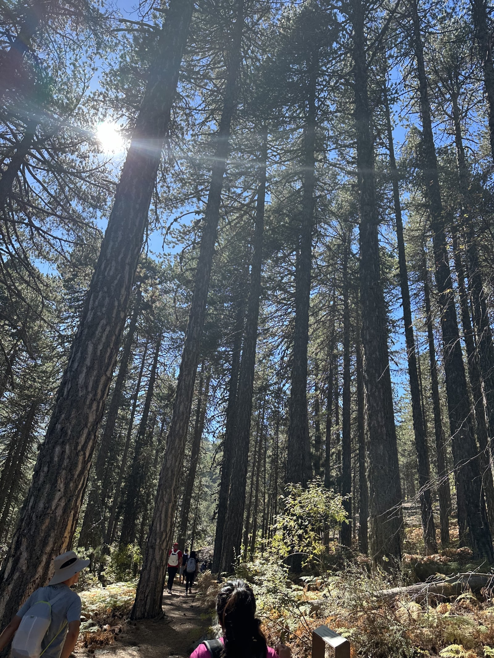 Troodos Mountains Hiking & Omodos Village Wine Experience