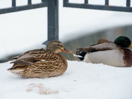 Водоем рядом с Сбоево будет включен в реестр