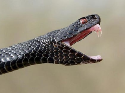 В лесах Подмосковья просыпаются ядовитые гады