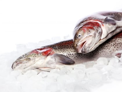 В Луховицах будут выращивать радужную форель