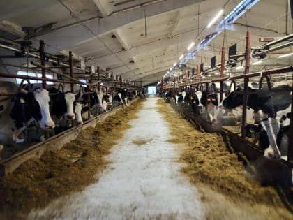 Модернизация молочной фермы под Зарайском: увеличение надоев на полторы тысячи тонн в год!